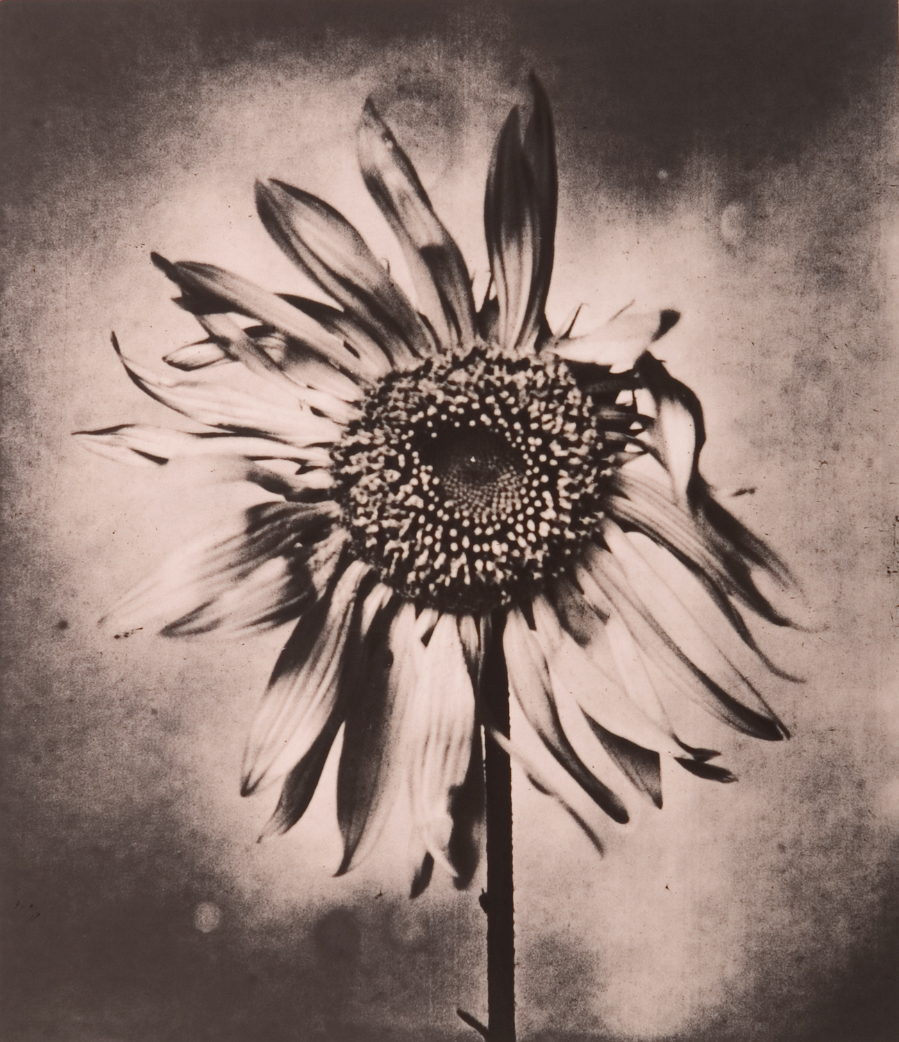 z cyklu bez tytułu, nr neg. 1047/11